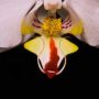 MeatEatingOrchid