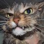 ItsTheCat