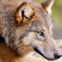 wolfgoddess