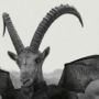 Mr.Goat