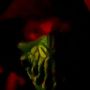 lucifer_666