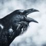 Weeping Raven