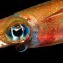 Squid
