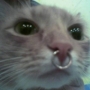 elllebom